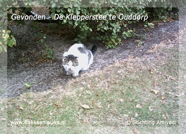 Gevonden en vermiste huisdieren week 38-2009