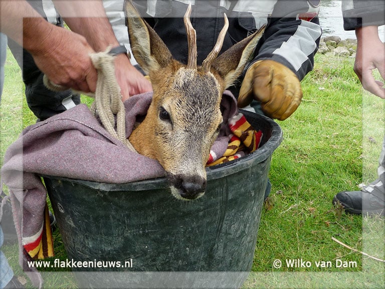 Brandweer helpt hert uit 't Haringvliet