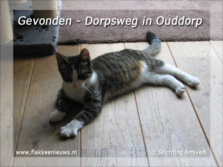 Gevonden en vermiste huisdieren week 39-2010