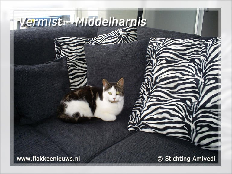 Gevonden en vermiste huisdieren week 45-2010