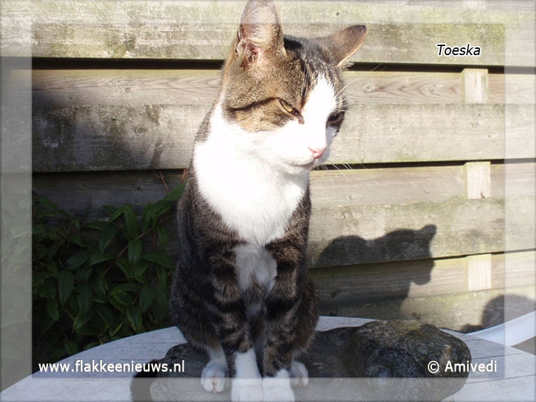 Gevonden en vermiste huisdieren week 28-2011