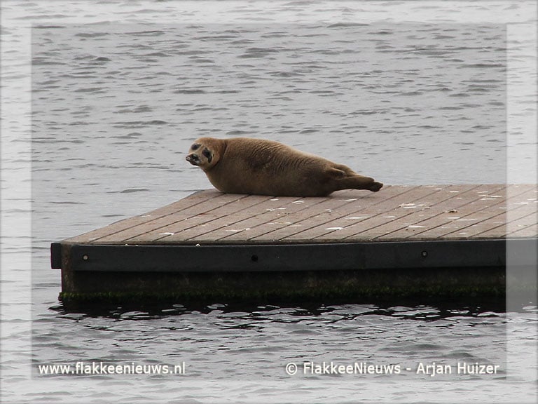 Zeehond gesignaleerd in Ouddorp