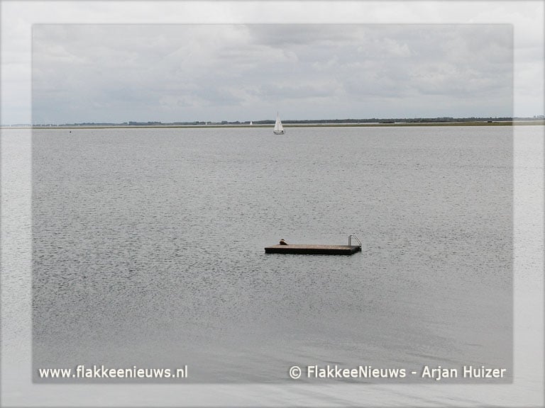 Zeehond gesignaleerd in Ouddorp