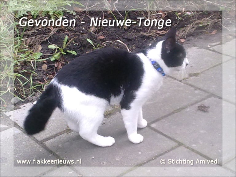 Gevonden en vermiste dieren week 10-2011