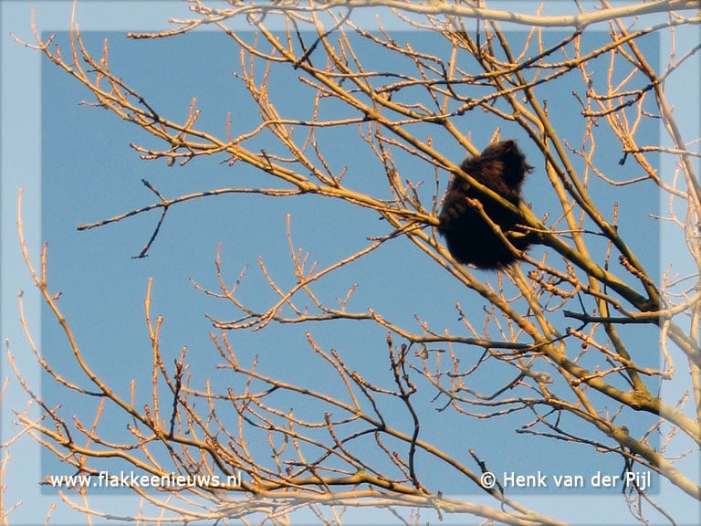 Brandweer helpt kat uit de boom