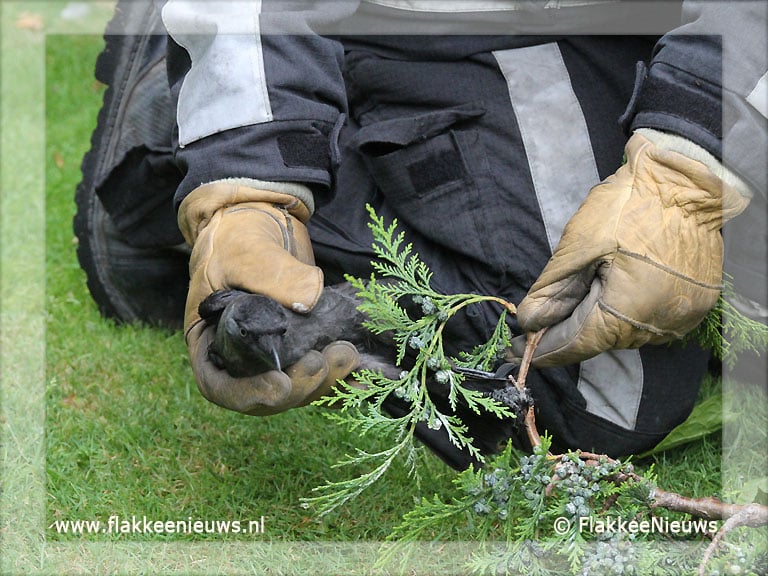 Vogel vast in top van boom