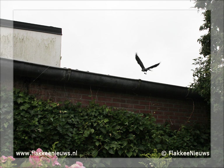 Vogel vast in top van boom