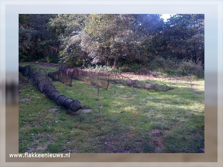Illegale vispraktijken op Goeree-Overflakkee