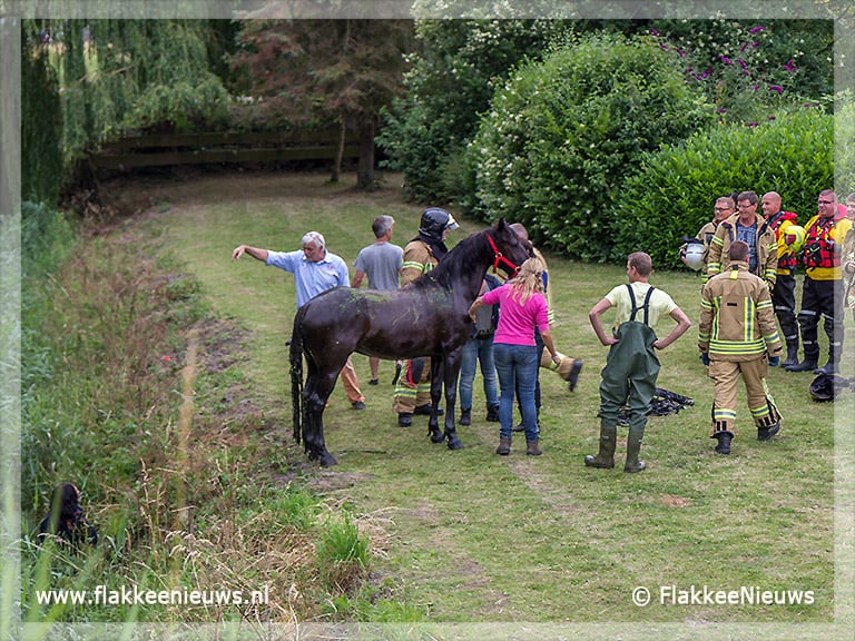 Veel hulpdiensten naar een paard te water