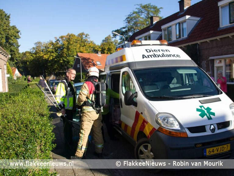 Huisdier overleden bij woningbrand