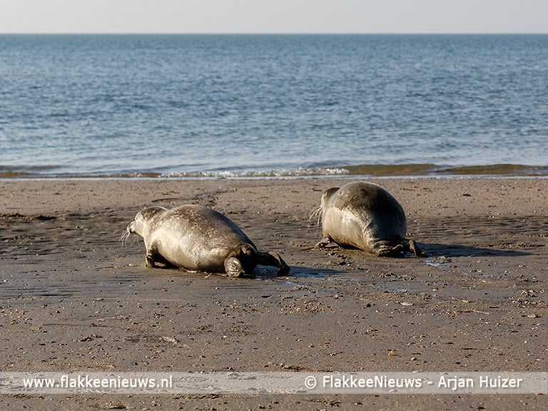 Met de sloep naar de zeehonden in het Grevelingenmeer