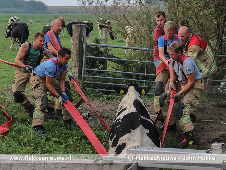 Brandweer schiet koe in de sloot te hulp