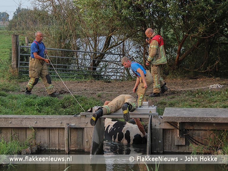Brandweer schiet koe in de sloot te hulp