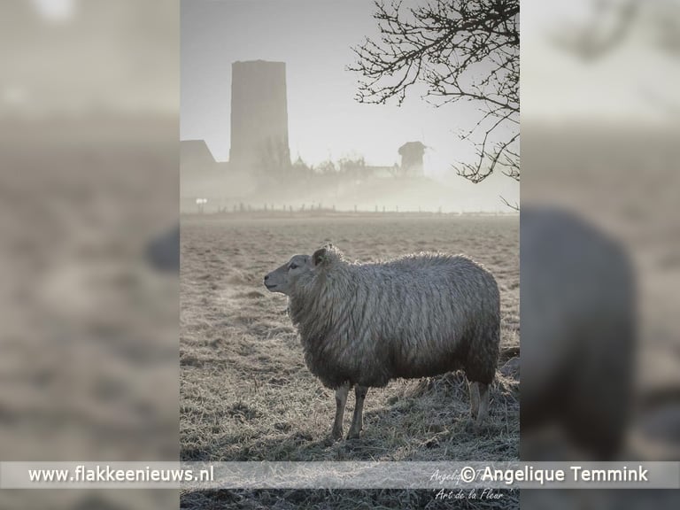 Winnaar fotowedstrijd mooiste foto van Goeree-Overflakkee