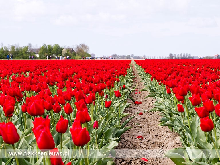 Helaas ook in 2021 geen Tulpenwandeltocht