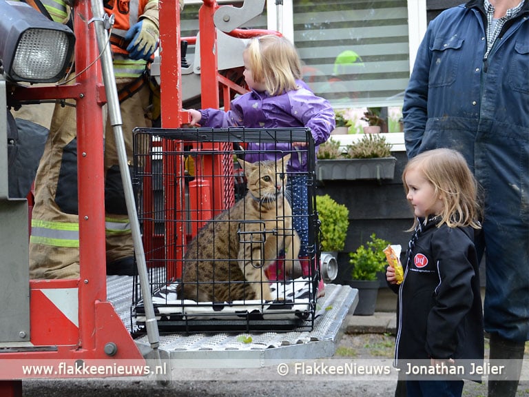 Bijzondere poes in de boom