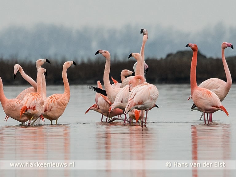Flakkeese flamingo's worden goed bekeken
