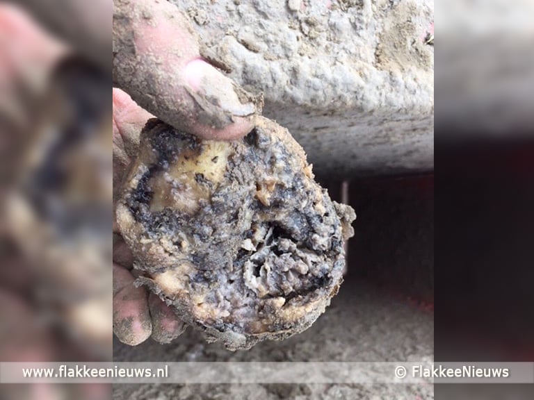 Waterrot zorgt voor dramatische aardappeloogst op Goeree-Overflakkee