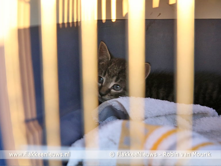 Kitten na twee dagen bevrijd uit auto