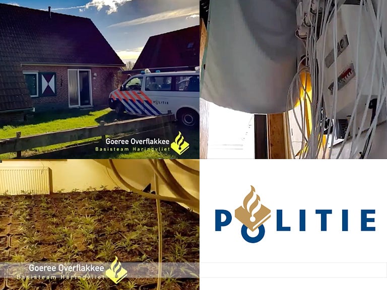 Hennepkwekerij in vakantiehuisje Ooltgensplaat