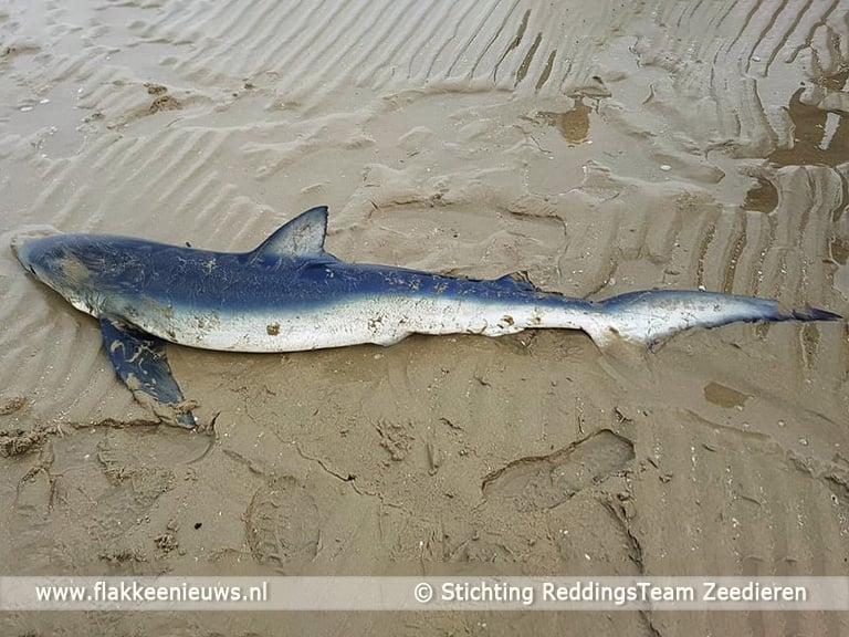 Levende blauwe haai aangetroffen bij Ouddorp