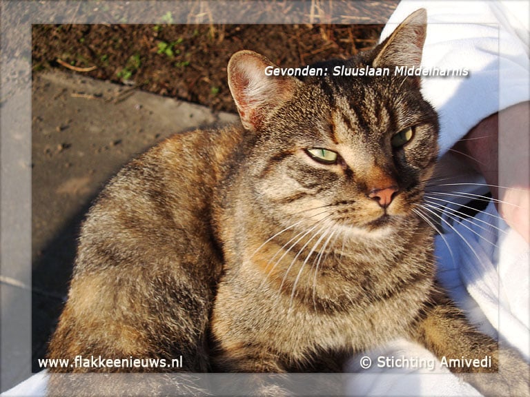 Gevonden en vermiste dieren week 40-2011