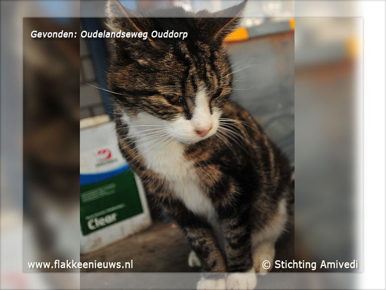 Gevonden en vermiste huisdieren week 43-2011