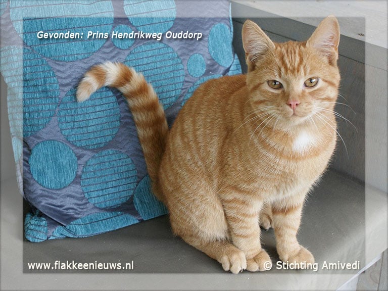 Gevonden en vermiste huisdieren week 44-2011