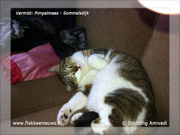Gevonden en vermiste huisdieren week 47-2011