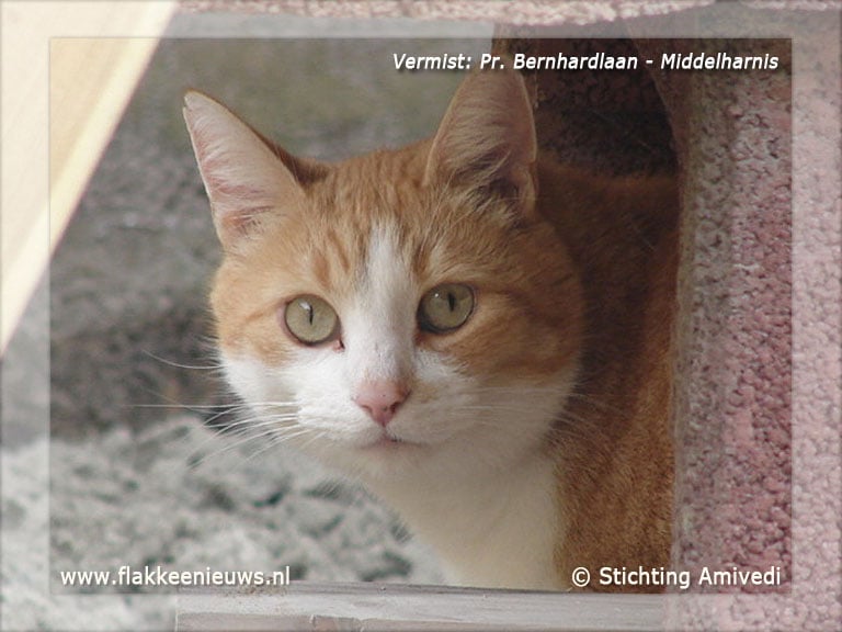 Gevonden en vermiste huisdieren week 48-2011