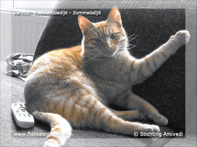 Gevonden en vermiste huisdieren week 23-2012