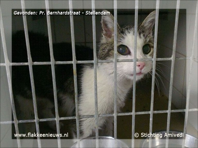 Gevonden en vermiste huisdieren week 24-2012