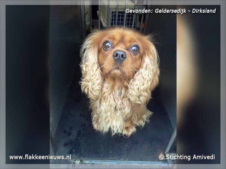 Gevonden en vermiste huisdieren week 46-2012