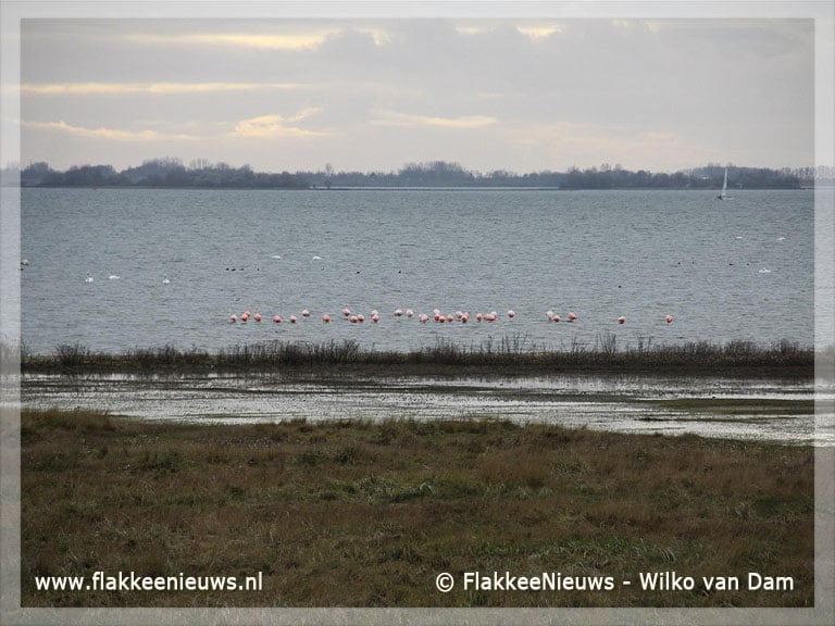 Flamingo's weer neergestreken op de Grevelingen