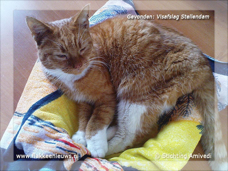 Gevonden en vermiste huisdieren week 6-2012