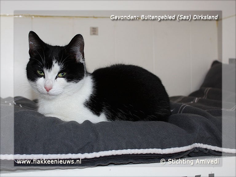 Gevonden en vermiste huisdieren week 6-2012