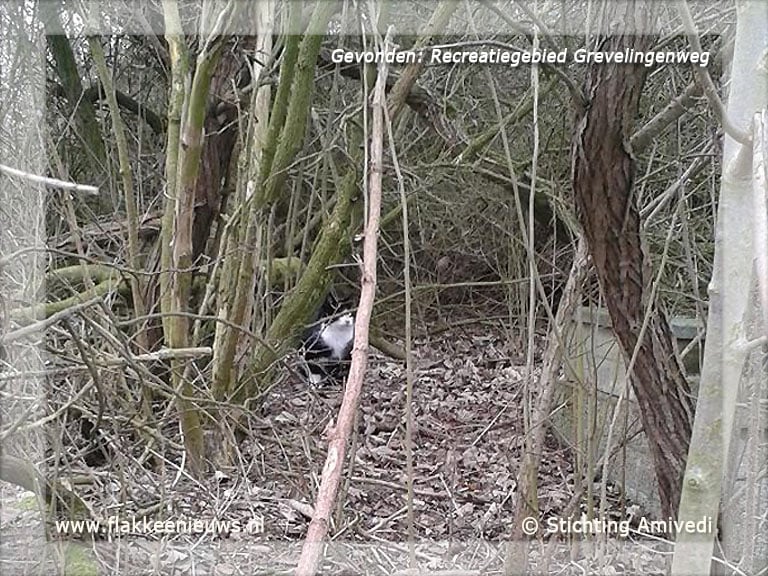 Gevonden en vermiste huisdieren week 09-2012