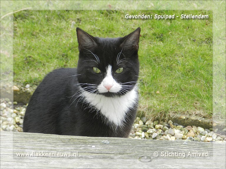 Gevonden en vermiste huisdieren week 11-2012