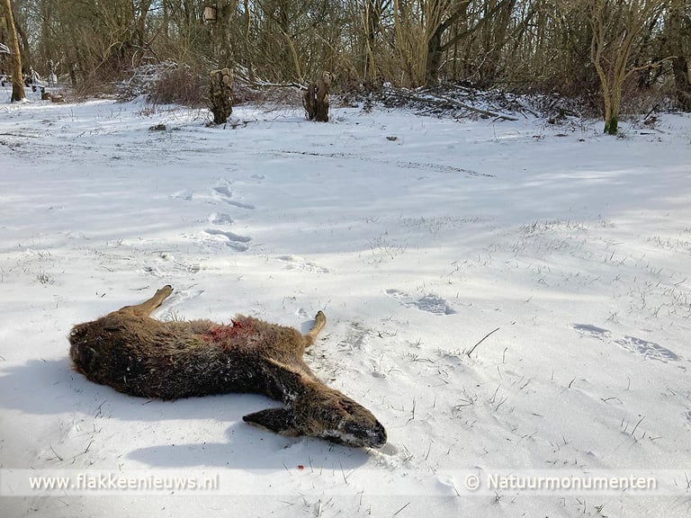 Weer ree doodgebeten, boswachters bezorgd
