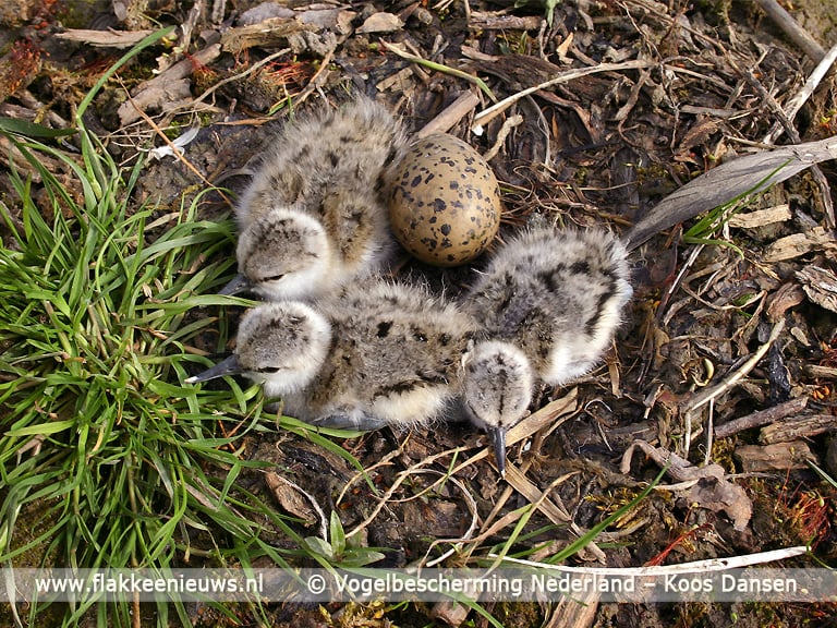 Nieuwe camera bij kustbroedvogels op eilandje in Haringvliet