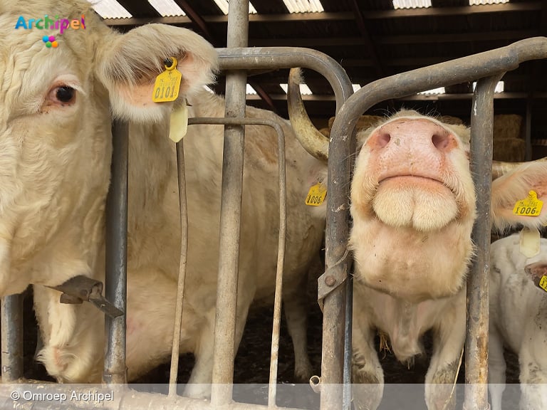 Filmmaker filmt koeien op Dirkslandse boerderij