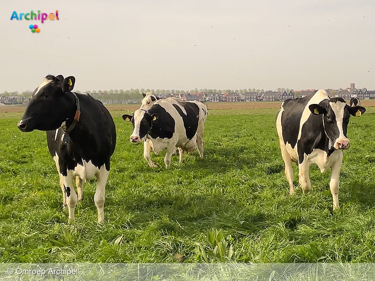 Koeiendans bij Kaasboerderij Westplaat