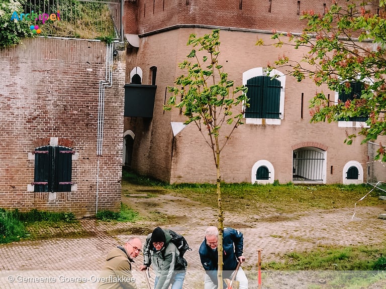 Kastanjeboom geplant op het Fort in Ooltgensplaat