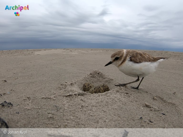 Veel vogels kwetsbaar tijdens broedseizoen