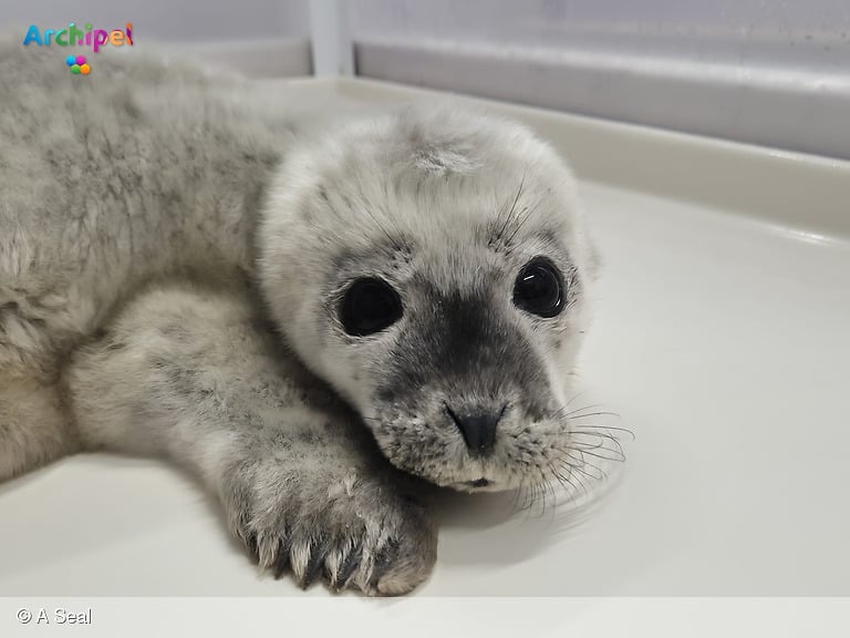 Premature zeehondenpup herstelt langzaam in Stellendamse opvang