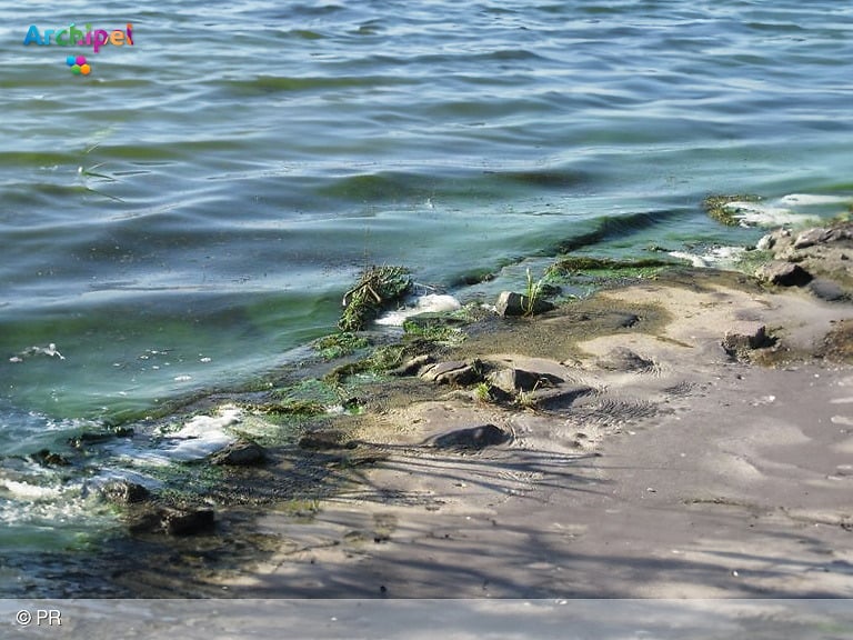 Blauwalg bij strandjes aan het Haringvliet