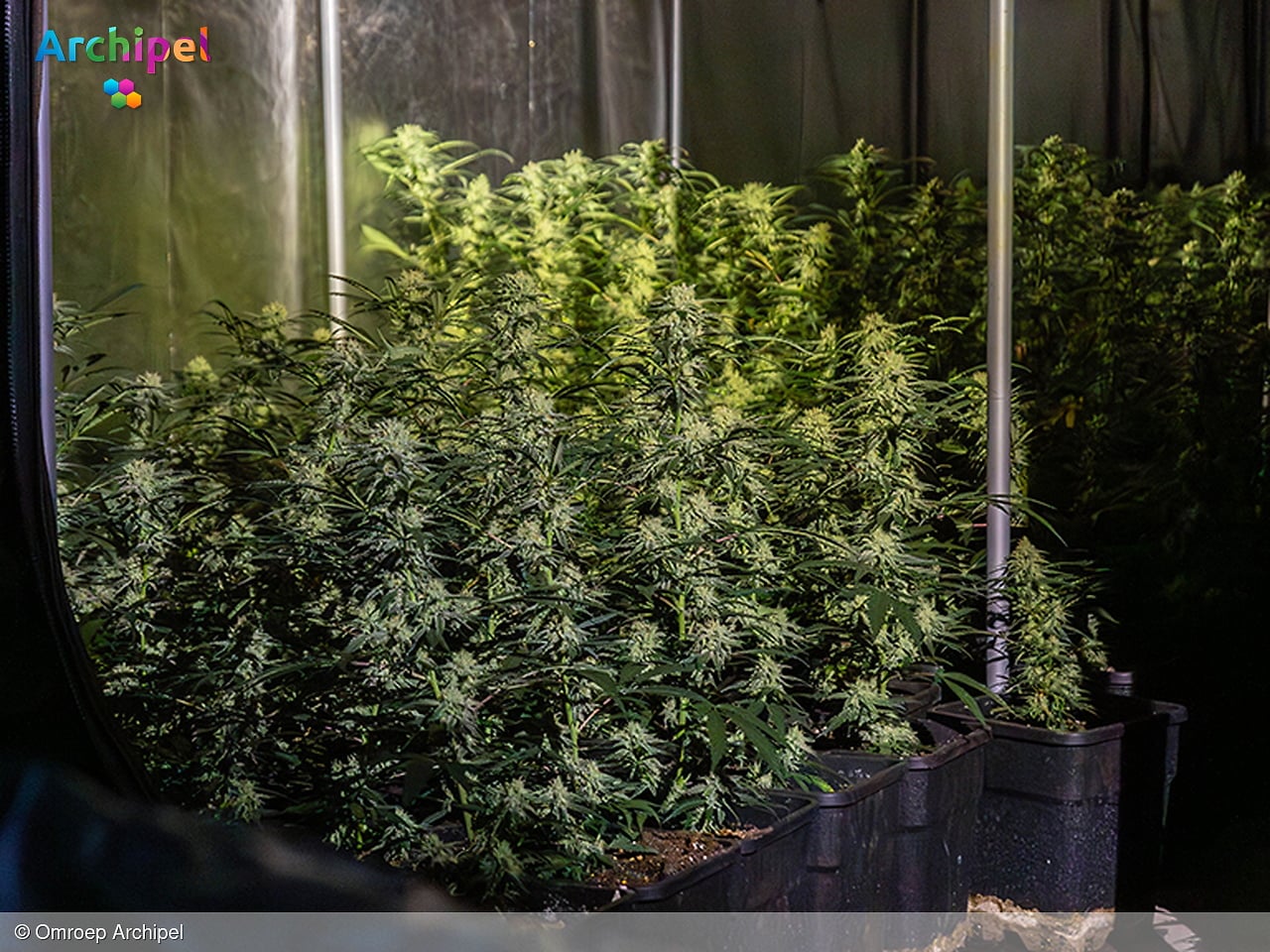 Drugshandel en overlast in Rijnmond: afname op Goeree-Overflakkee