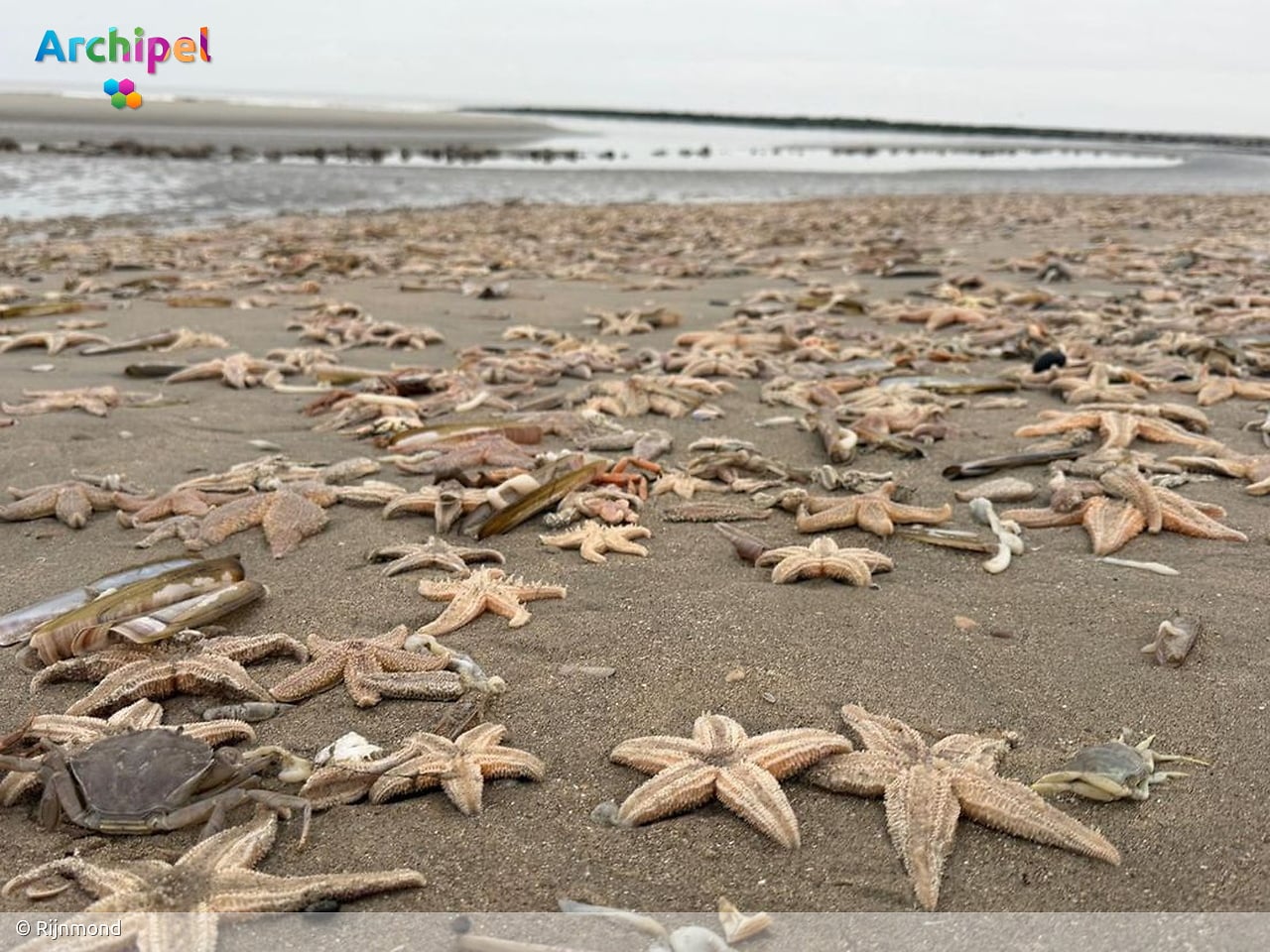Honderden dode zeesterren aangespoeld op het strand van Ouddorp