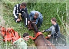 Paard uit de sloot gered