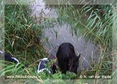 Paard uit sloot gered